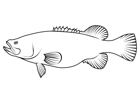 Trout Cod (Maccullochella Macquariensis) Coloring Page